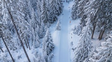 Eine verschneite Waldlandschaft mit hohen, schneebedeckten Bäumen. Ein schmaler Weg führt durch die Winteridylle.